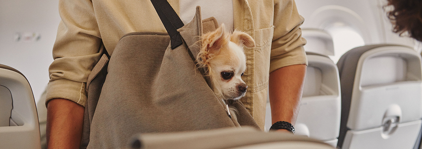 viajar con animales